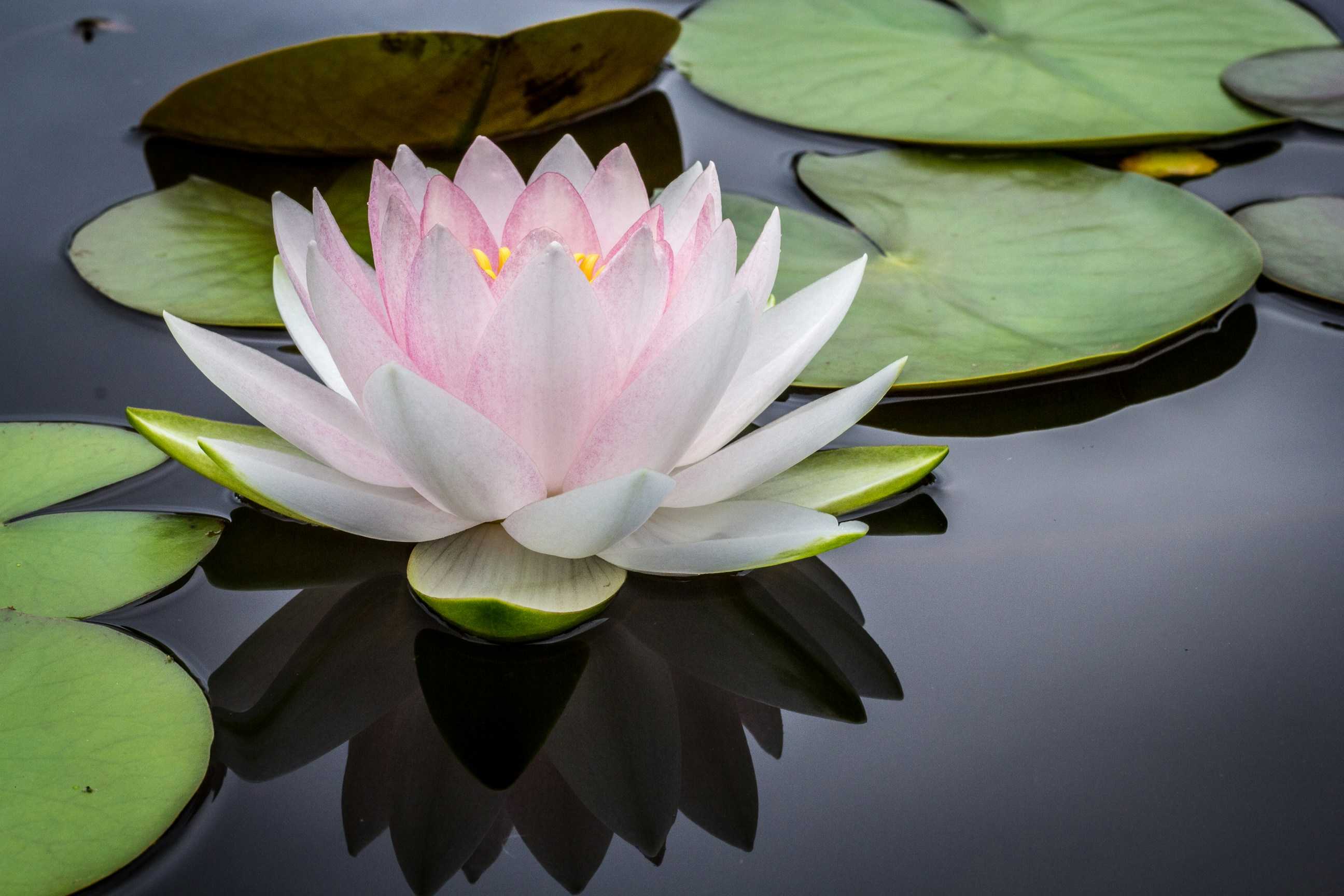 Image de couverture de l'article Refonte de site WordPress : Comment transformer votre plateforme d'expédition pour conquérir de nouveaux marchés