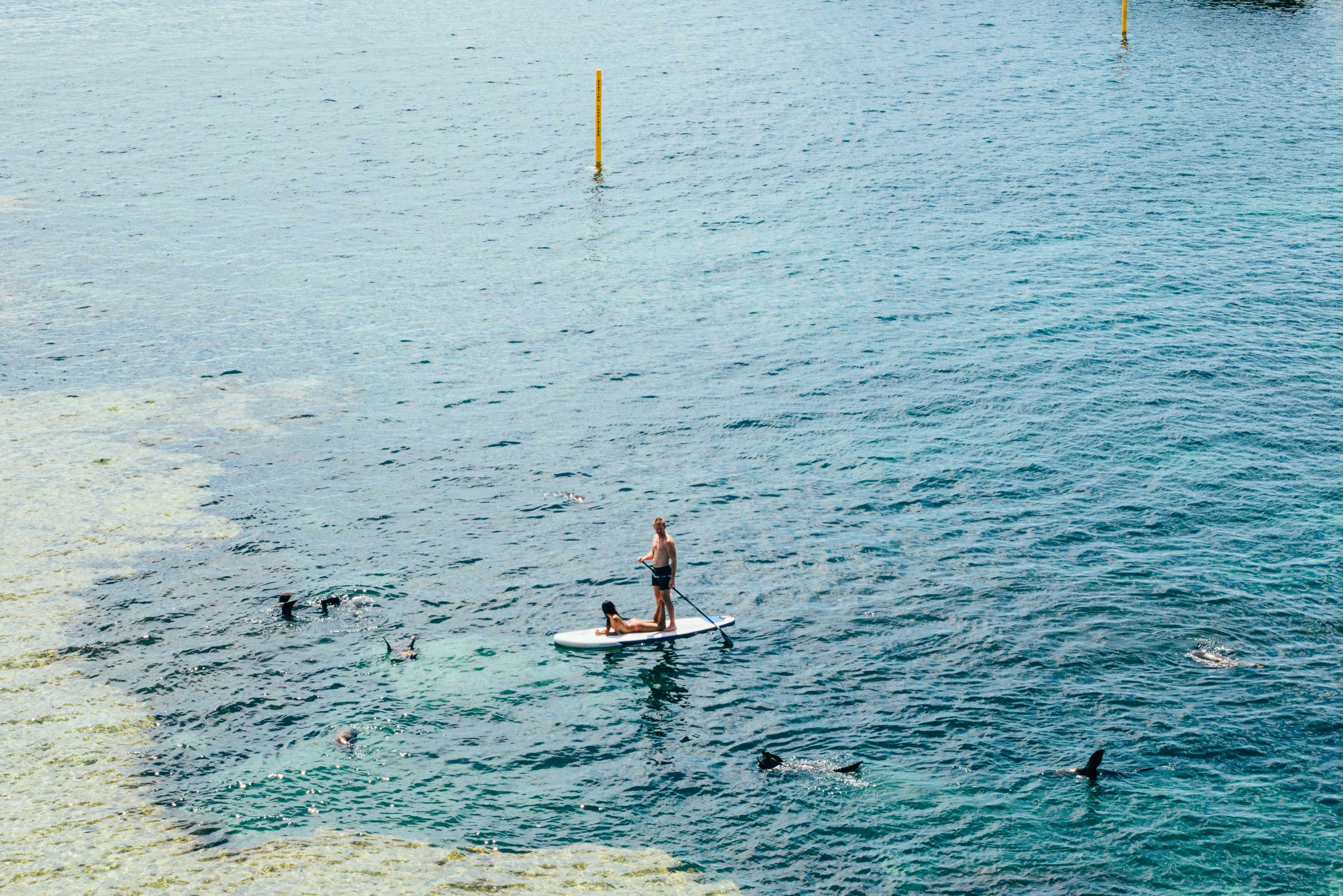 Image de couverture de l'article Modernisation de sites WordPress pour le secteur nautique : allier design et performance