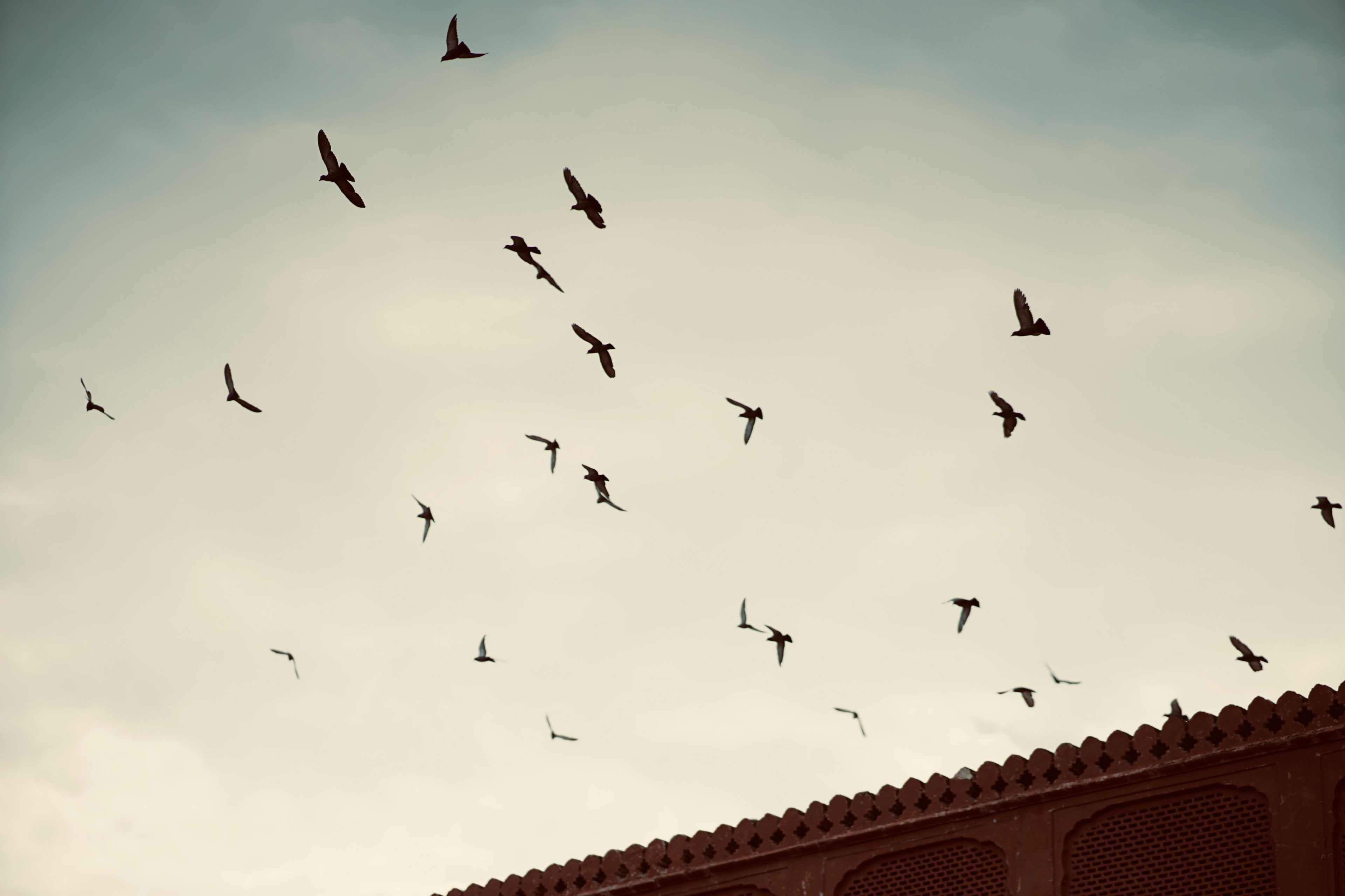 Image de couverture de l'article Migration PrestaShop 1.7 vers 8 : Guide complet pour une transition réussie