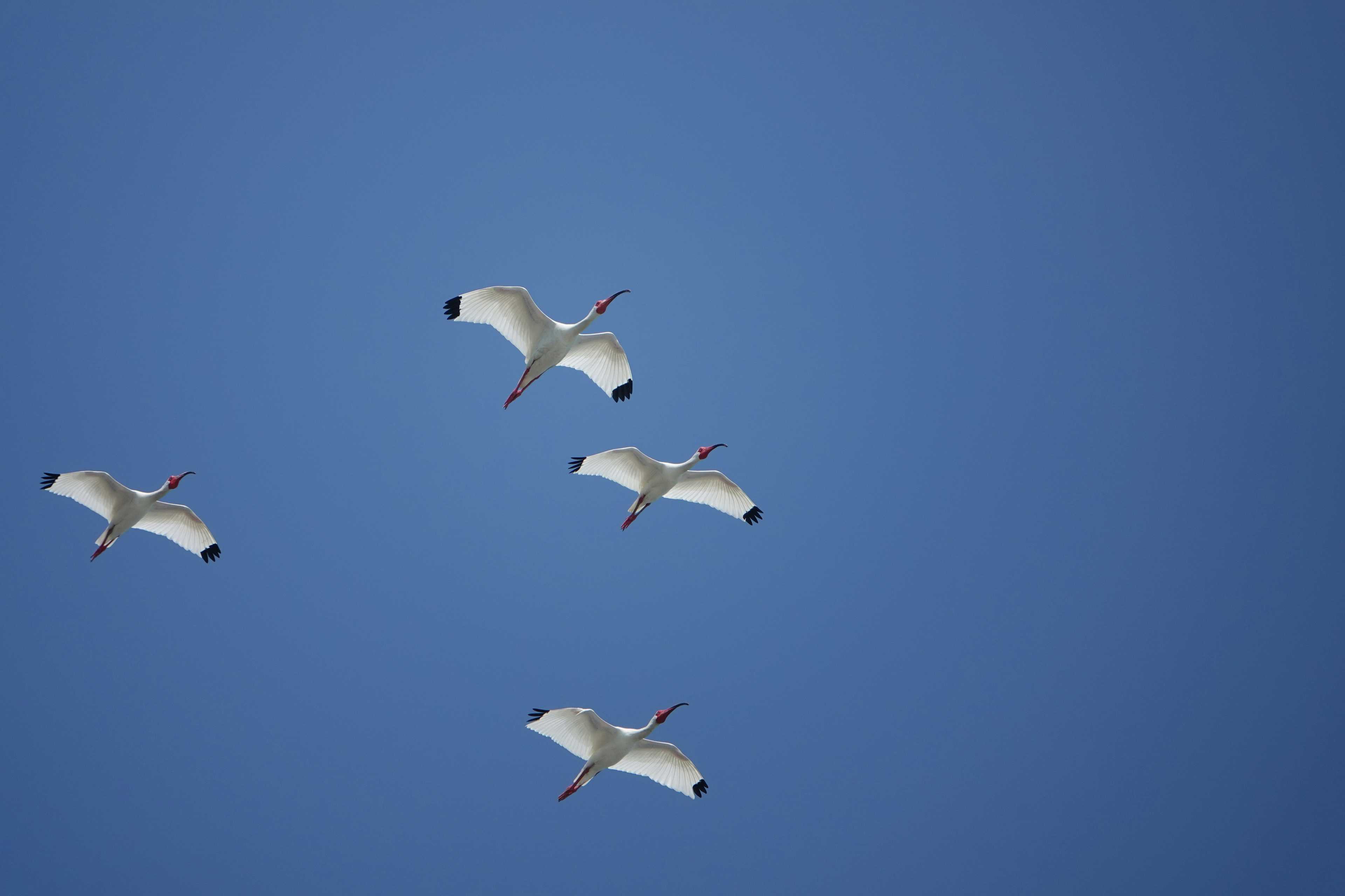 Image de couverture de l'article Migration de nom de domaine : préserver votre SEO et votre audience lors d'un rebranding