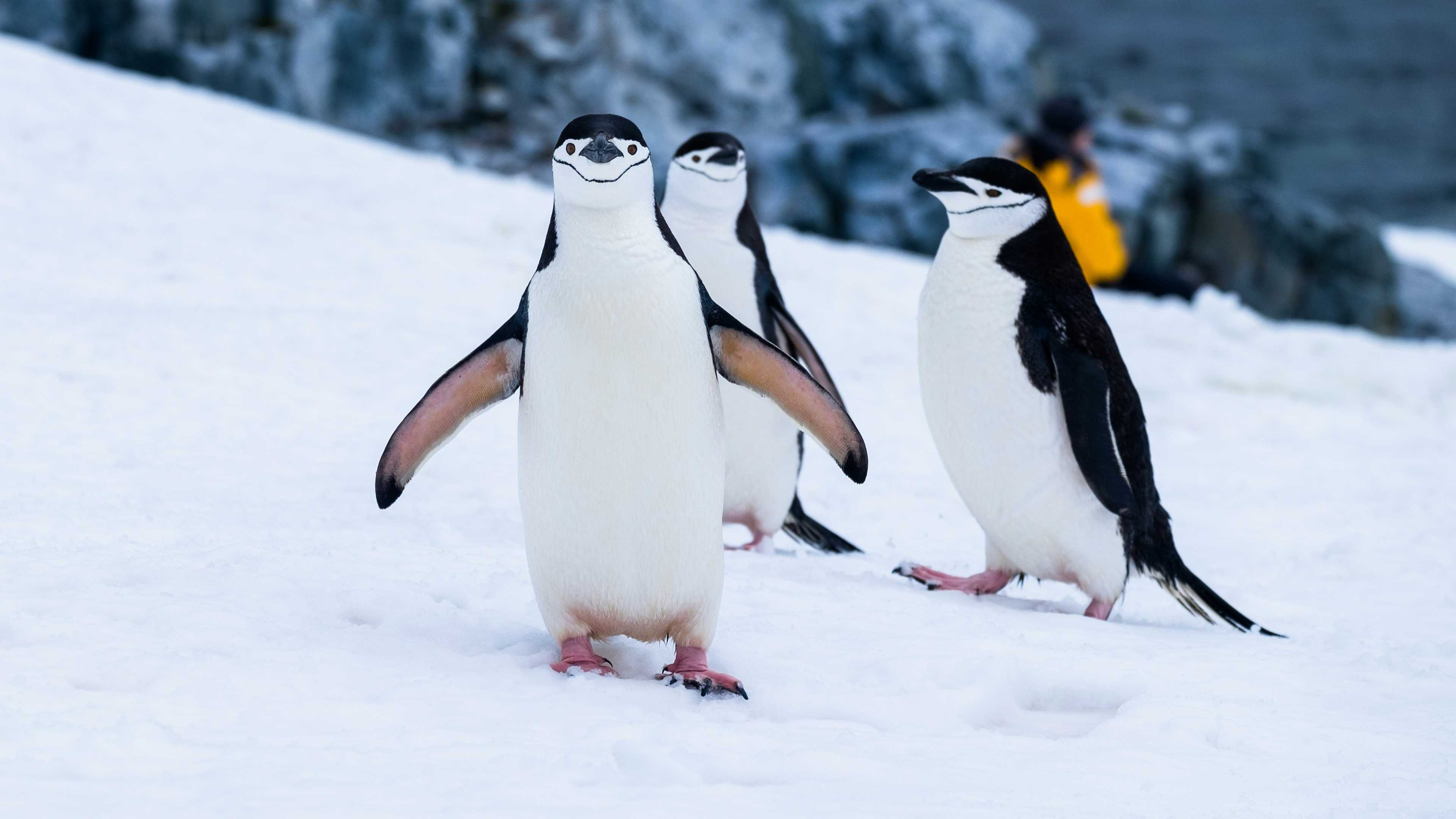 Image de couverture de l'article Migration de site web vers un VPS Linux : Guide complet pour une transition réussie