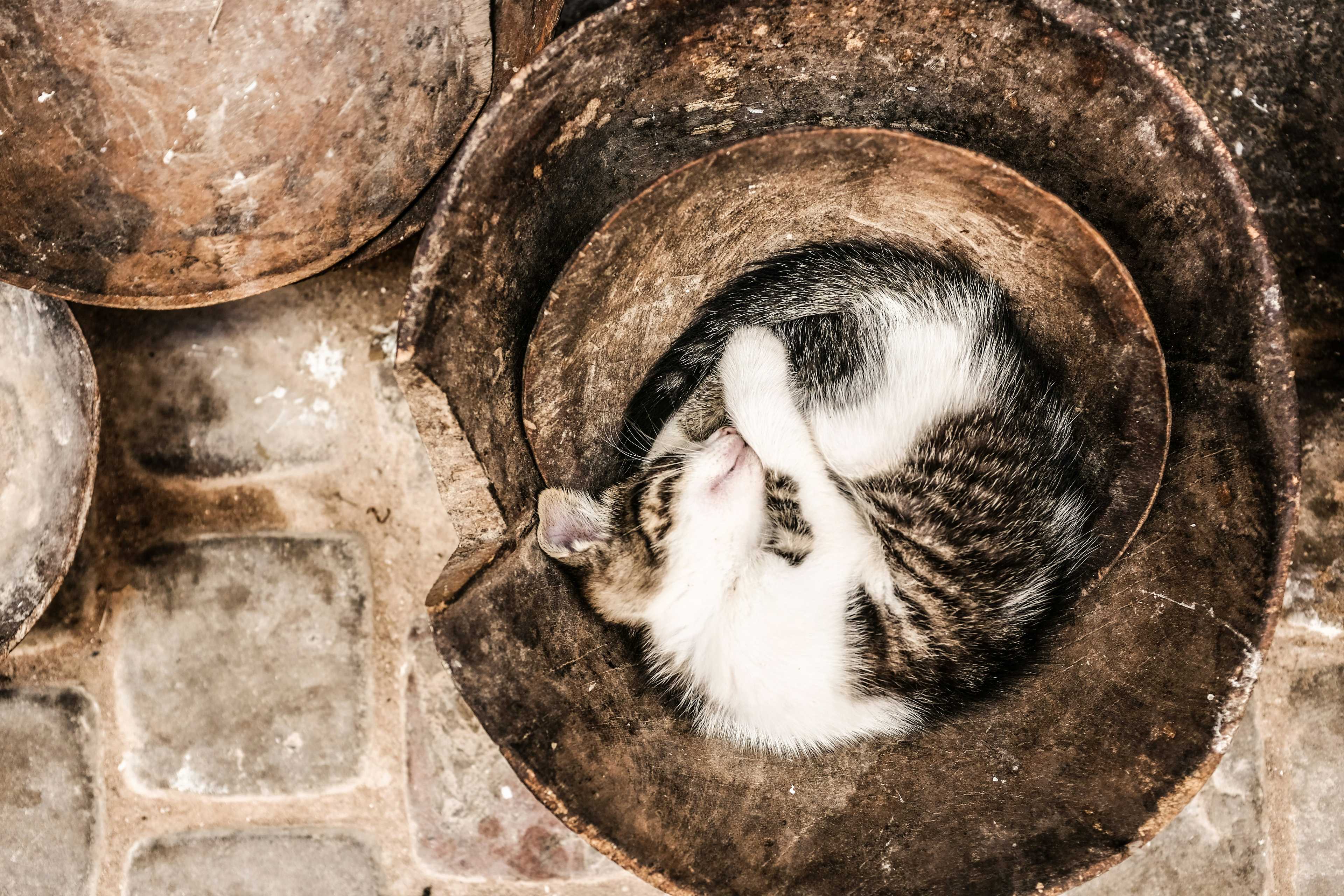 Image de couverture de l'article Pourquoi les sites web sur mesure surpassent les constructeurs de sites pour les professionnels animaliers